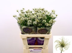 Clematis Amazing Kibo 60cm
