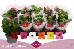 Kalanchoe Single Mix 6 Colours 10Ø 22cm