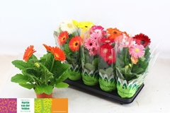 Gerbera Mix 12Ø 35cm