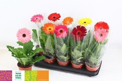 Gerbera Mix 12Ø 35cm