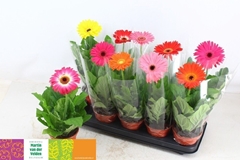 Gerbera Mix 12Ø 30cm