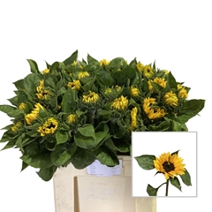 Helianthus Sunrich Orange 60cm