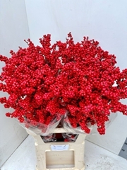 Ilex Magical Supreme Red 100cm