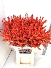 Ilex Verticillata Winter Gold 100cm