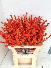 Ilex Verticillata Winter Gold 80cm