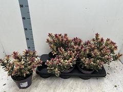 Hebe Tricolor 15Ø 30cm
