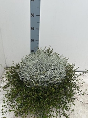 Leucophyta Brownii 23Ø 45cm