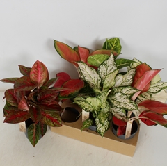 Aglaonema Mix 12Ø 34cm