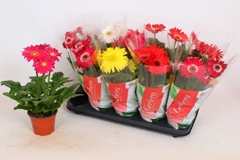 Gerbera Colourgame Mix 12Ø 40cm