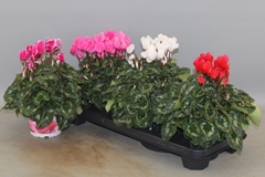 Cyclamen Super Serie Xl 13Ø 30cm