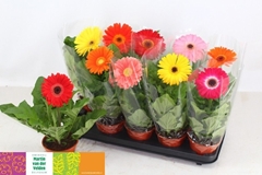 Gerbera Mix 12Ø 30cm