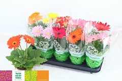Gerbera Mix 12Ø 30cm