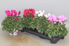Cyclamen Super Serie Xl 13Ø 30cm