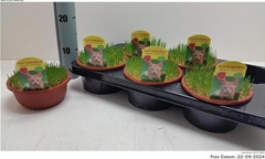 Hordeum Kitty Grass 16Ø 10cm