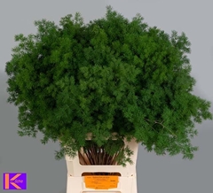 Asparagus Umbellatus 70cm