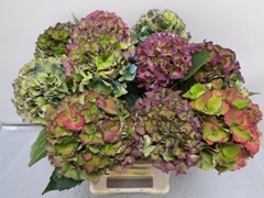 Hydrangea Royal Palace Classic 60cm 14-16cm Hd
