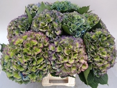 Hydrangea Royal Parade Classic 60cm 19-21cm Hd
