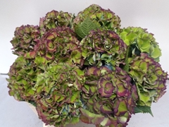 Hydrangea Royal Palace Classic 50cm 14-16cm Hd