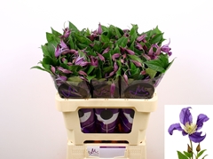 Clematis Blue Pirouette 60cm