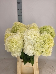 Hydrangea Limelight 70cm 11-13cm Hd