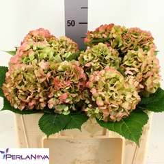 Hydrangea My Beautiful Vienna Classic 50cm 14-16cm Hd