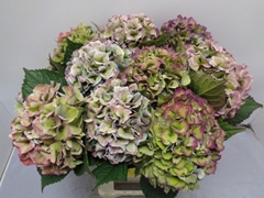 Hydrangea Royal Love Classic Blue 60cm 17-19cm Hd