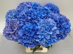 Hydrangea Royal Parade 60cm 18-20cm Hd