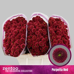 Chrysanth Santini Purpetta Red 55cm 44gr.