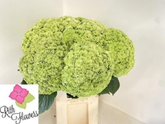 Hydrangea Royal Highness Classic 80cm 22-24cm Hd