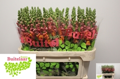 Antirrhinum Avignon Deep Orange 75cm