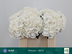 Hydrangea Royal Princess 40cm 14-16cm Hd