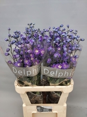 Delphinium Double Delphi's Power 90cm