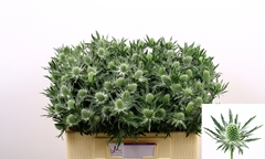Eryngium Sirius Questar 50cm