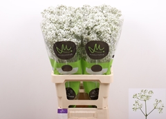Gypsophila Paniculata Million Daisy 70cm 25gr.