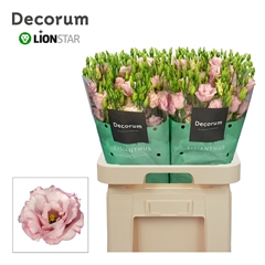 Eustoma Double Lisanne Light Pink 70cm