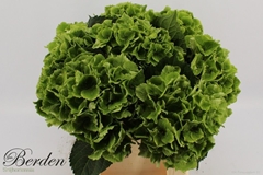 Hydrangea Emerald Classic 40cm 14-16cm Hd