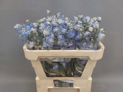 Delphinium Double Centurion Skyblue 70cm