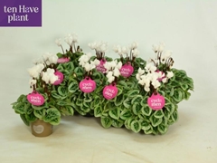 Cyclamen Super Serie Picasso 10Ø 25cm