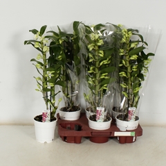 Dendrobium Star Class Apollon 12Ø 50cm 2st