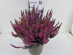 Calluna Garden Girls Trio Girls 24Ø 40cm