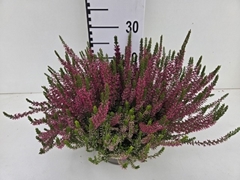 Calluna Garden Girls Trio Girls 23Ø 30cm