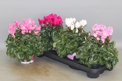 Cyclamen Super Serie Xl 13Ø 30cm