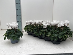 Cyclamen Mini Super Serie Verano 10Ø 23cm