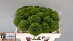 Dianthus Barb Kiwi Mellow 50cm