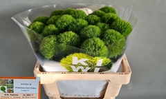 Dianthus Barb Kiwi Mellow 55cm