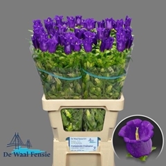 Campanula Champion Blue 70cm