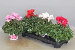 Cyclamen Super Serie Xl 13Ø 30cm