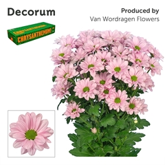 Chrysanth Spray Kennedy Rosy 70cm 80gr.