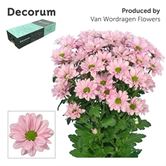 Chrysanth Spray Kennedy Rosy 70cm 65gr.