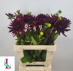 Dahlia Chat Noir 60cm